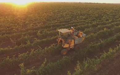 Выращивание винограда на заводе вин КОБЛЕВО